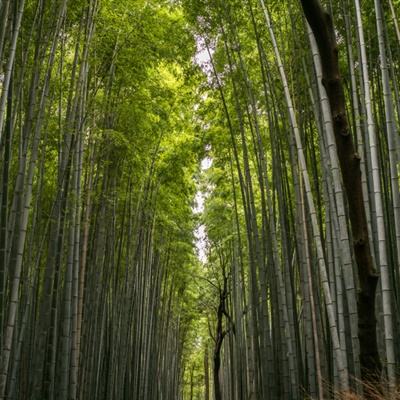 百万骑士团明境计划无限钻石版下载